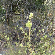 cordylanthus rigidus